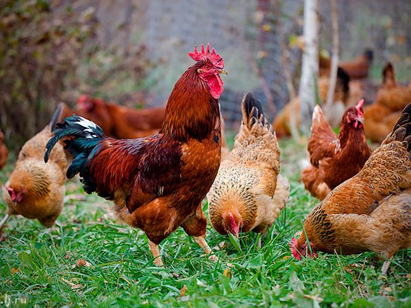 Породы куриц | ЗооТом - продажа, вязка и услуги для животных в Алуште