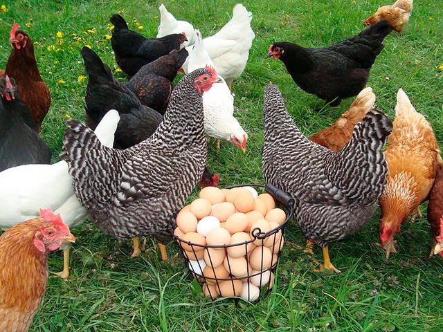 Содержание кур и уход за ними | ЗооТом - продажа, вязка и услуги для животных в Алуште