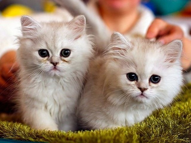 Породы кошек в Алуште | ЗооТом портал о животных