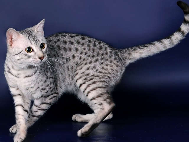 Породы кошек в Алуште | ЗооТом портал о животных