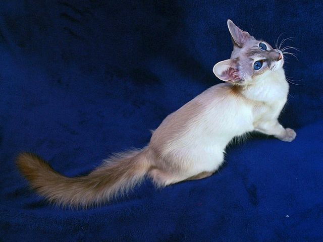 Выведенные породы кошек в Алуште | ЗооТом портал о животных