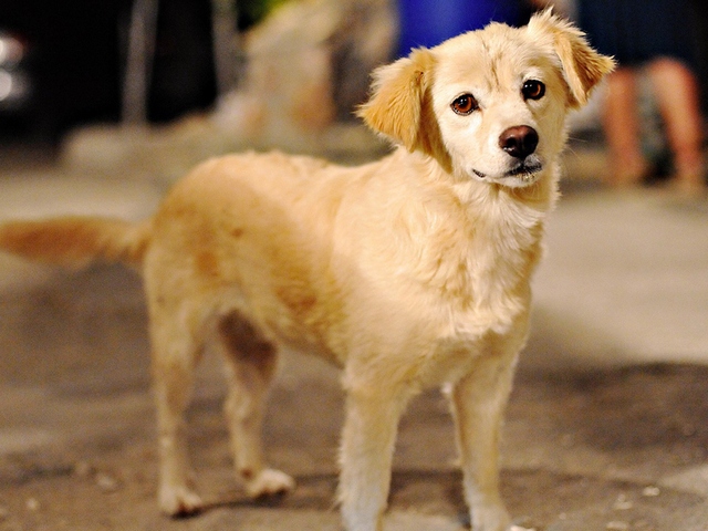 Породы собак в Алуште | ЗооТом портал о животных