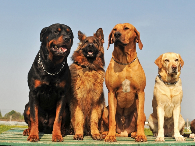 Крупные породы собак в Алуште | ЗооТом портал о животных