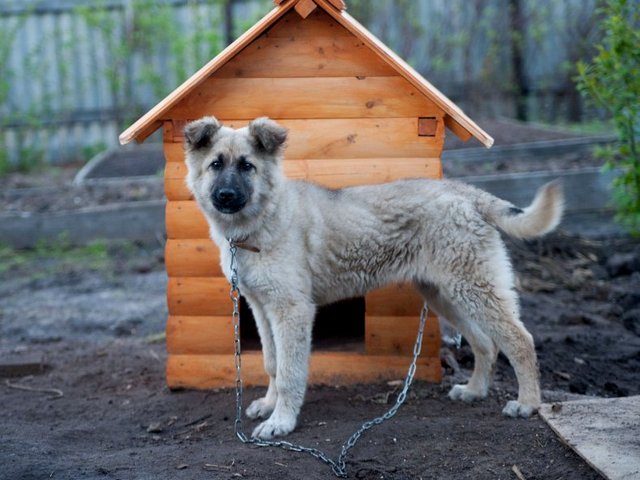 Все о собаках в Алуште Все о собаках в Алуште